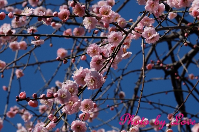 梅の花ぴんく.jpg