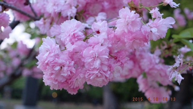 image-a677f.jpg